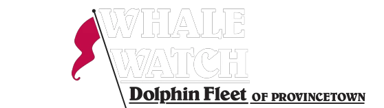 whalewatch.com